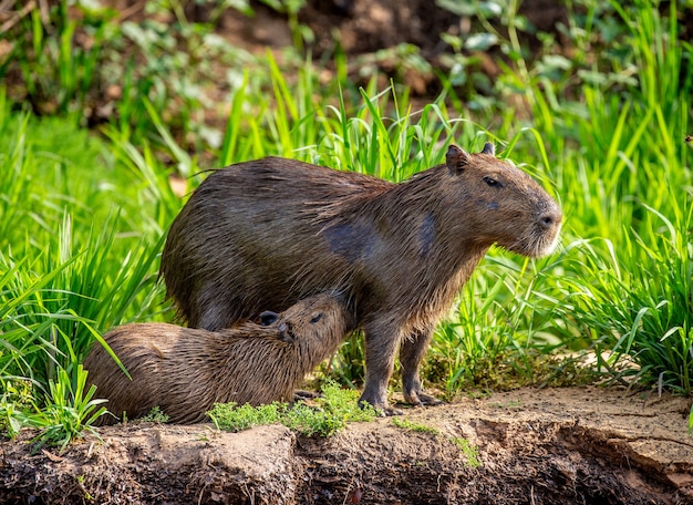 Capibara bij de rivier in het gras