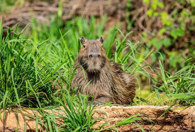 Capibara bij de rivier in het gras