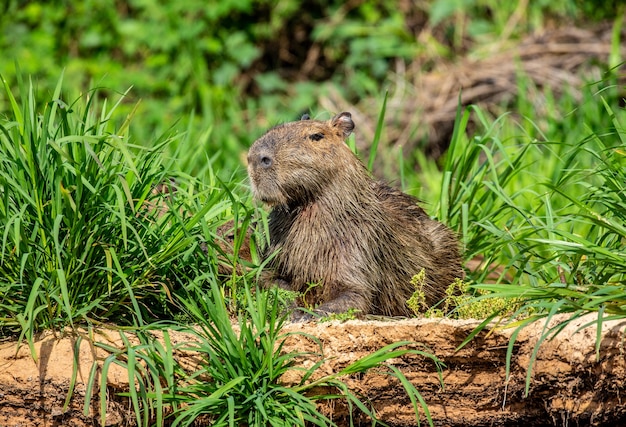 Capibara bij de rivier in het gras