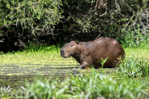 Capibara gaat een meer in het wild binnen