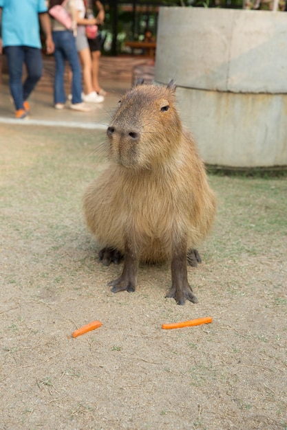 Capibara in de dierentuin in Sriayuthaya Lion Park focus selectief