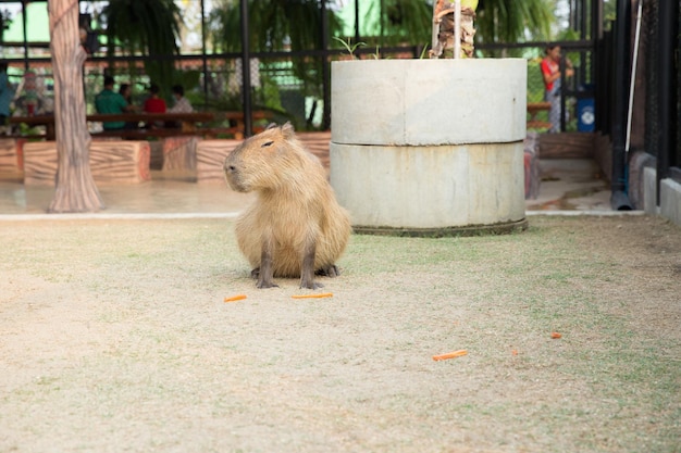 Capibara in de dierentuin in Sriayuthaya Lion Park focus selectief