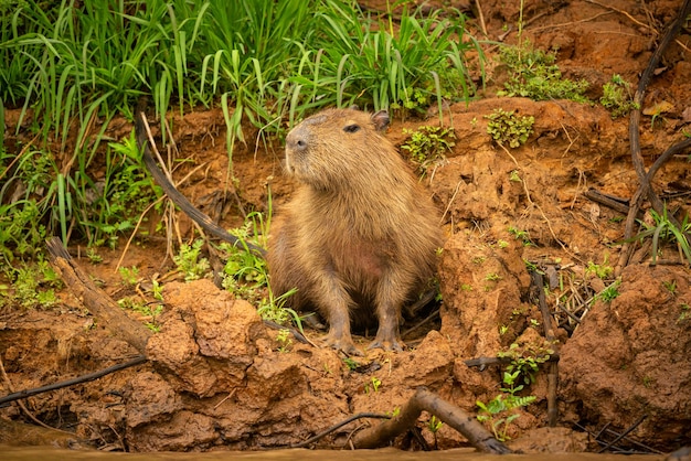 Foto capibara in de natuurhabitat van de noordelijke pantanal grootste rondent wild amerika zuid-amerikaanse natuurschoonheid van de natuur