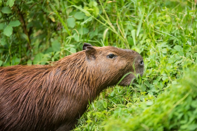 Capibara in het bos