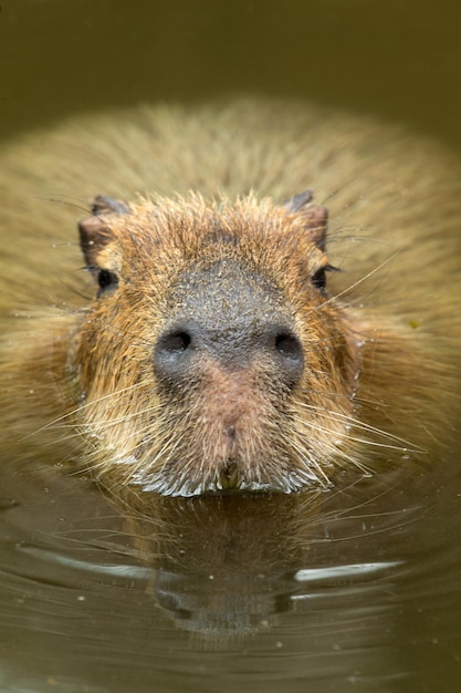 Foto capibara