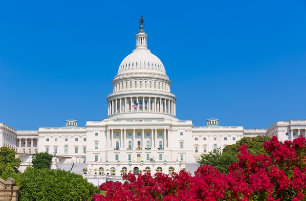 Здание Капитолия Вашингтон, округ Колумбия, розовые цветы США