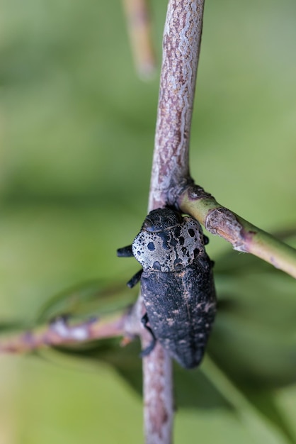 Capnodis tenebrionis De kopworm is een vreselijke plaag die vooral fruitbomen aantast