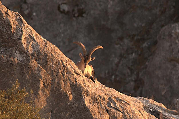 写真 caprapyrenaica-山羊またはイベリアアイベックスは、capra属のウシ科の種の1つです。