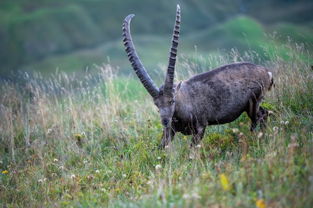 Photo capricorn standing on field