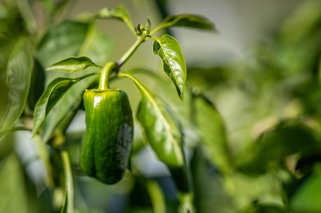 Photo capsicum plant in vegetable garden in australia in spring