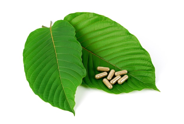 Capsule on kratom leaf on white backgroundMitragyna speciosa Drugs and NarcoticsThai herbal whic