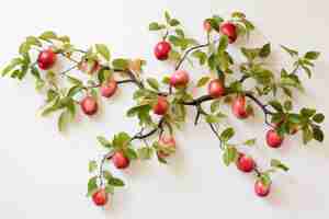 Photo captivating argyle apple tree leaves adorning a pristine white wall in striking 32 composition