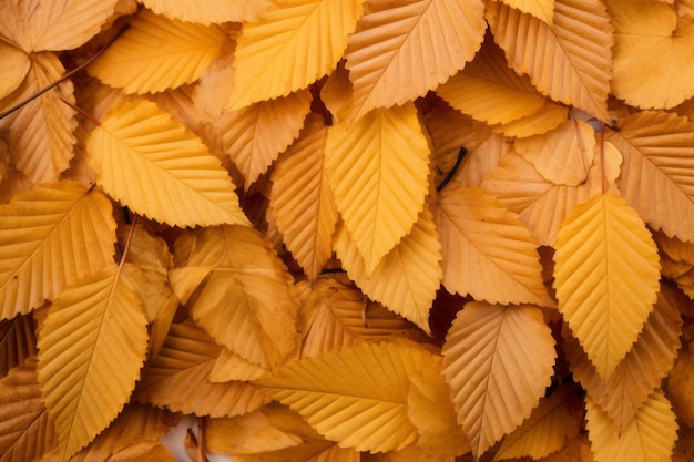 Captivating autumn splendor a glimpse into zelkova serrata's falling leaves