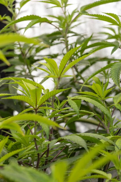 Captivating Cannabis Plant Illuminated Leaves in Back lit Beauty