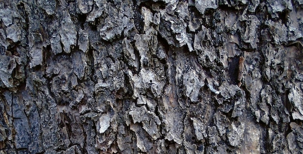 自然な質感の木製表面の魅力的な写真を撮影