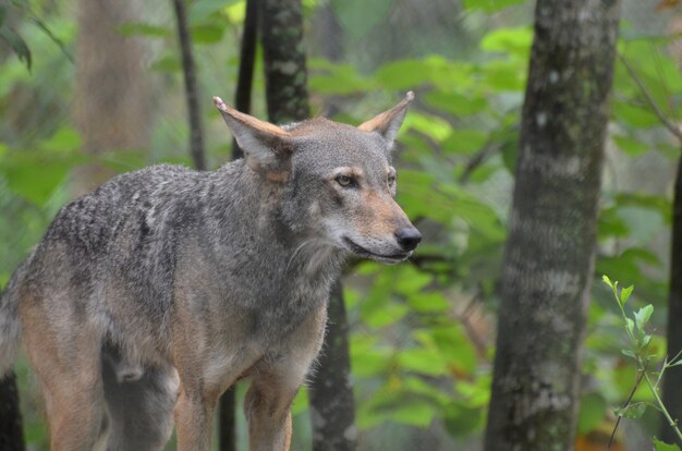 荒野で魅惑的な灰色の材木オオカミ