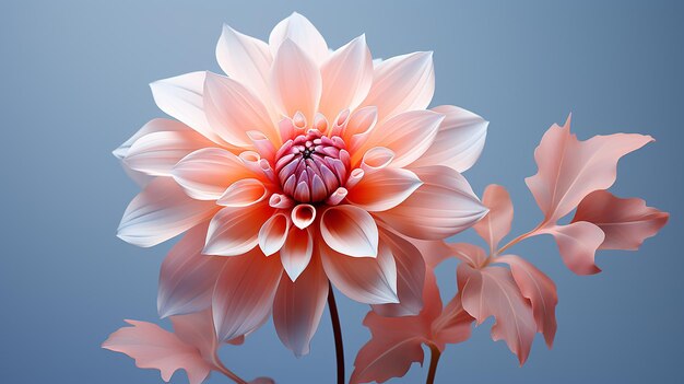 Captivating Isolation Minimalist Dahlia in Singular Form