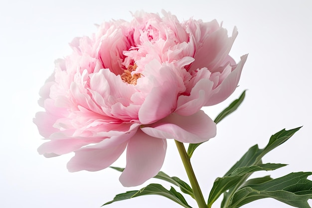 Captivating low angle capture of Peony flower isolated on a white background