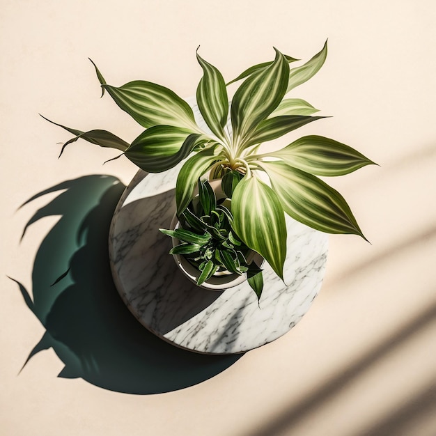 Captivating Minimalist Tropical Draconian in White Stone Vase A Luxurious Organic Background for Healthy Food and Drinks with Leaf Shadows and Dappled Sunlight Generative AI