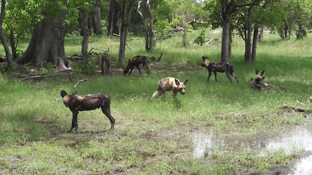 A captivating photo showcasing incredible moment in Aberdare National Park