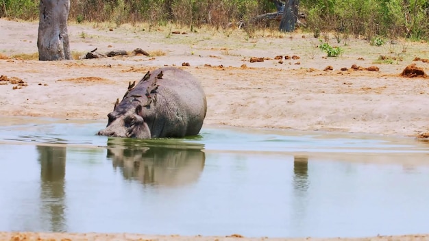 A captivating photo showcasing incredible moment in Aberdare National Park