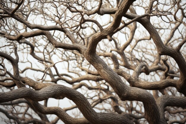 Captivating Study of Natures Beauty Closeup Revealing Trees Intricate Details ar 32