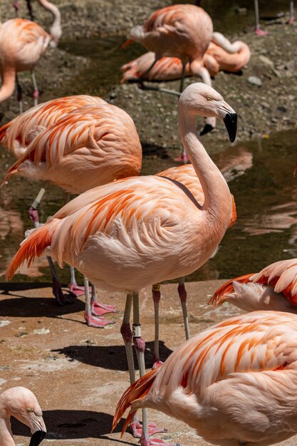 포로로 잡힌 칠레 플라밍고 (Phoenicopterus chilenensis) 는 남아메리카에 서식하는 큰 플라민고입니다.