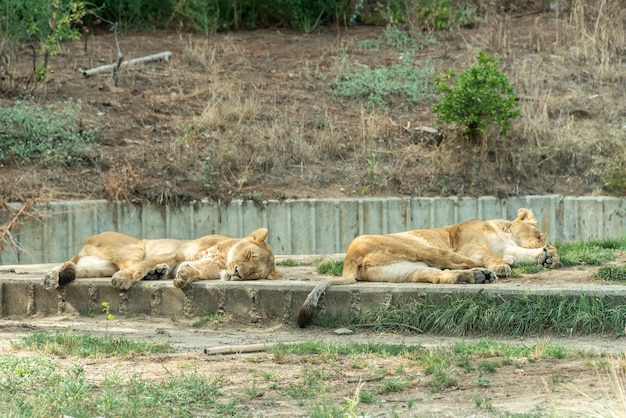 飼育下の雌ライオンは動物園で太陽の下で休んでいます。