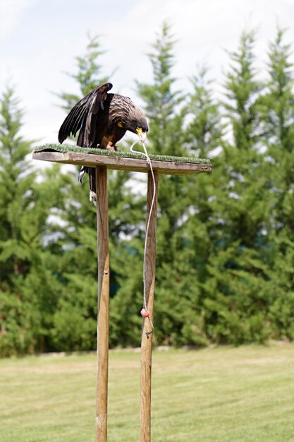 Foto caracara striata in cattività phalcoboenus australis che tira una corda