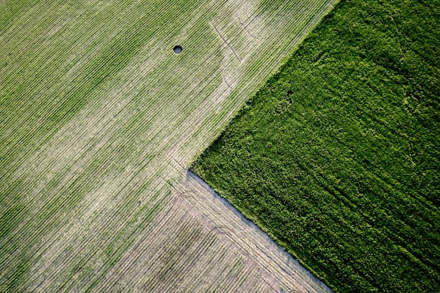 Capture complète du champ vert