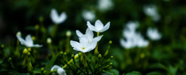 白い花の美しさを捉える