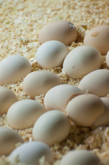 Photo capturing the essence of farm freshness detailed images of organic eggs on the farm