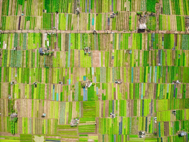 Photo capturing the lush fields and farmsteads of tra que organic vegetable village