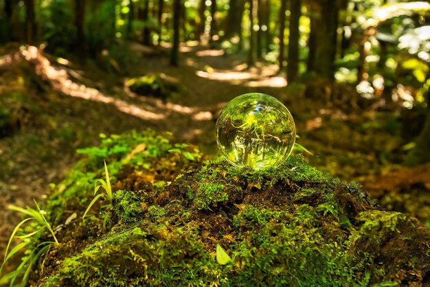 Photo capturing the magic of the forest in  a crystal ball