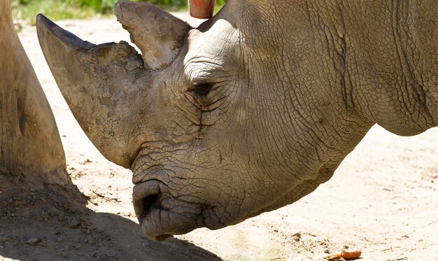 Capturing the Majestic White Rhino A Photographers Guide to Stunning Wildlife Images