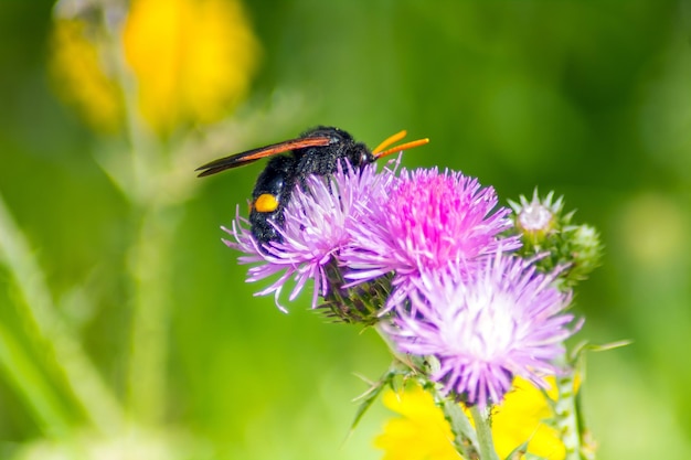 Capturing Nature's Elegance Macro Photography of Megascolia maculata Insects on a Flower