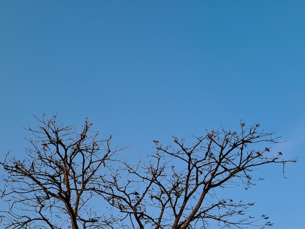 写真 長く続いた乾季に輝く青空を背景に枯れた木の枝の荒々しい美しさを捉えた自然の回復力