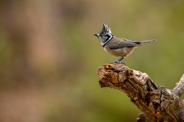 Capuchin Blue Tit perched on a twig with an out of focus background