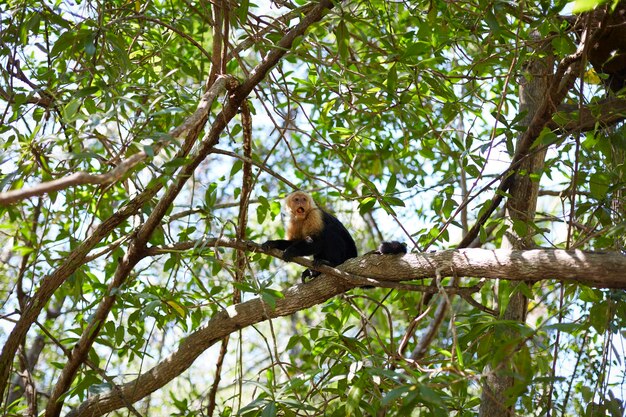 Capuchin monkey eating on the trees