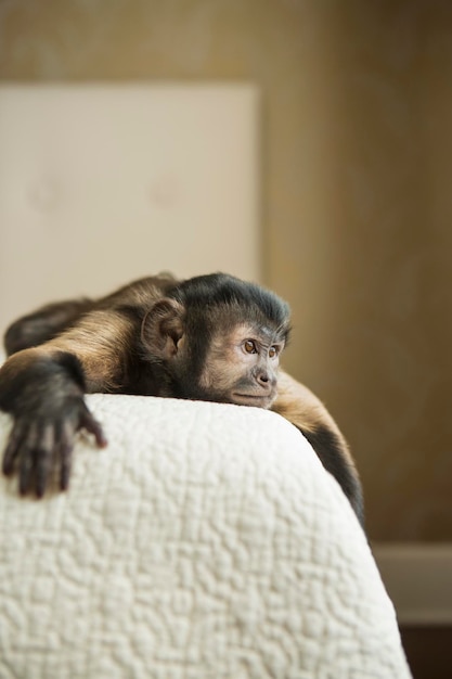 A capuchin monkey lying down on a bed