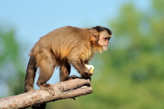 Capuchin monkey in the tree