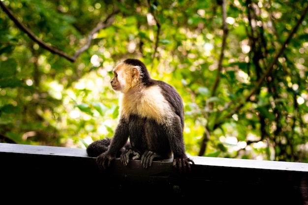 Capuchin monkey whitefaced cebus capucinas