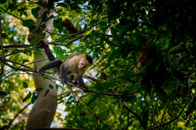 Capuchin monkey whitefaced cebus capucinas