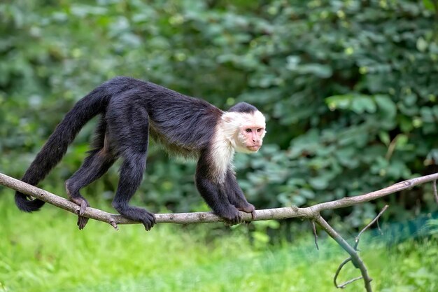 Capuchin on a tree