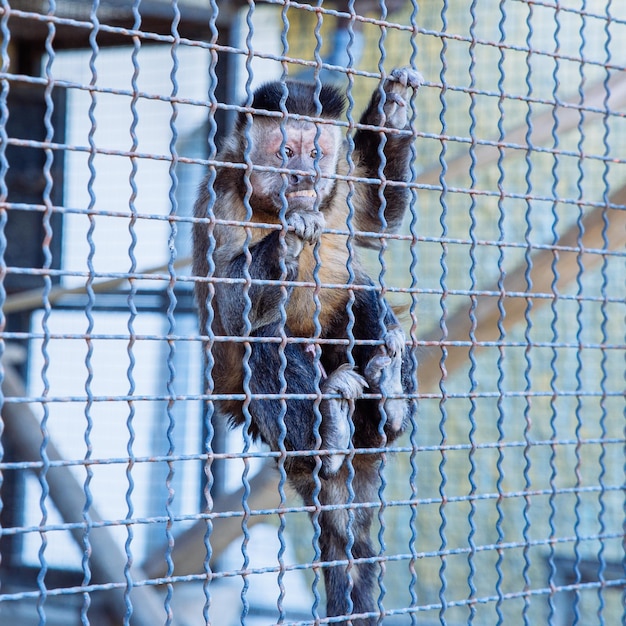 Capuchin in zoo cage life in custody