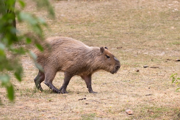 野生の開拓地にいるカピバラ