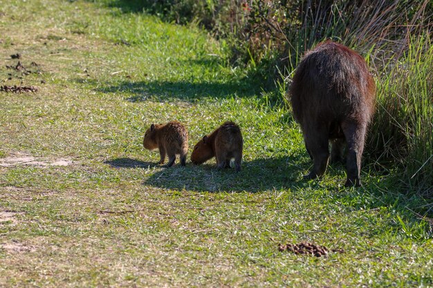 Capybara family in the Ibera National park