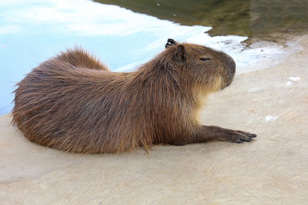 The Capybara giant rat is cute animal in garden
