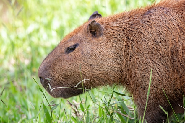 A capybara in the grass