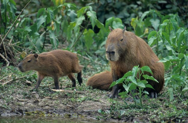 Capybara Hydorchaeris hydrochaeris с щенком Пантанал Бразилия Южная Америка